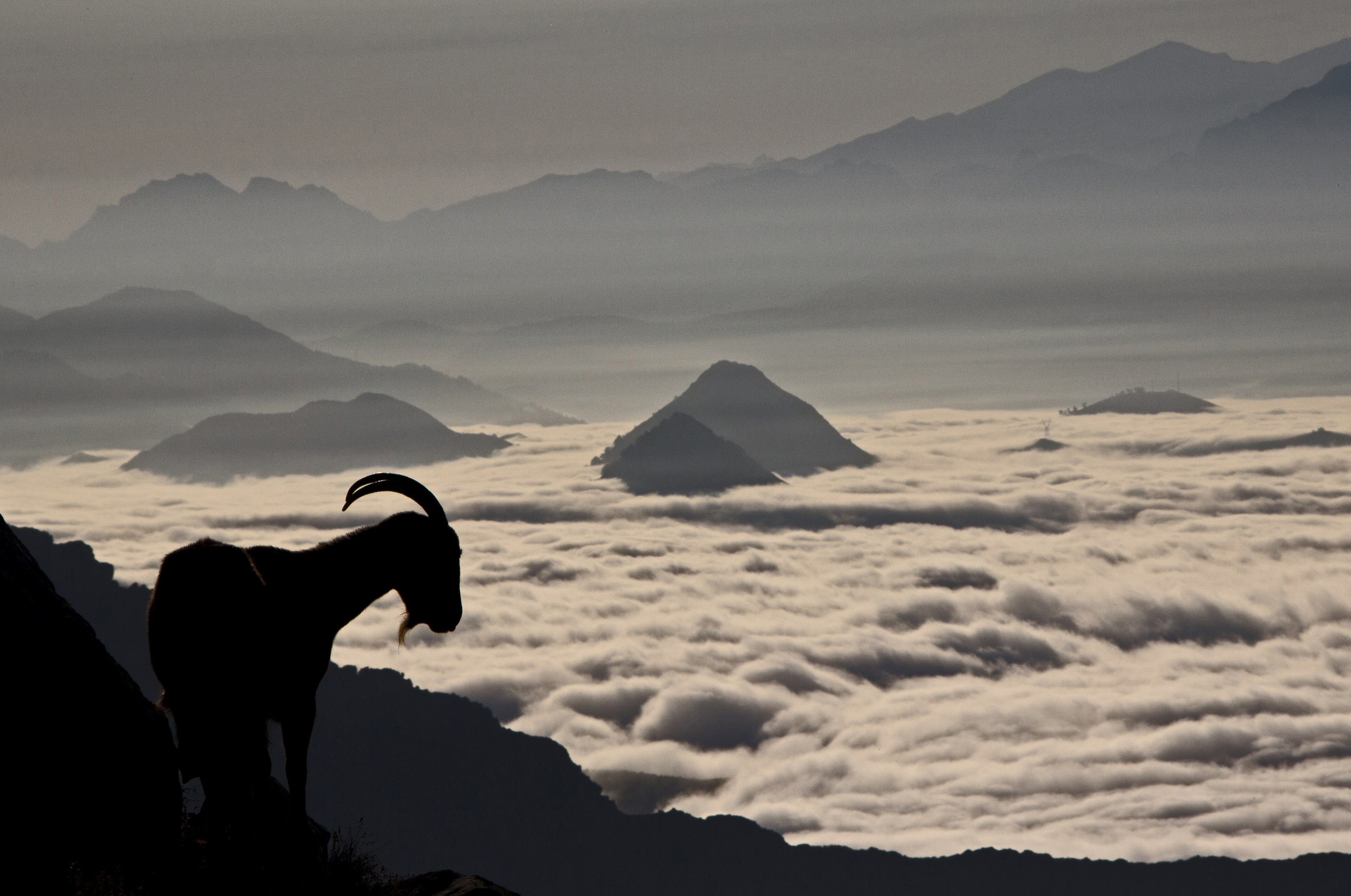 Fotografía sección Llamaellos